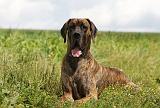 DOGUE ALLEMAND 364